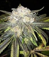 Black Cherry OG Regular Seeds - 10