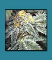 Kens Grand OG Regular Seeds - 10