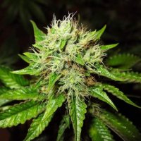 Lithium OG Kush Auto Feminised Seeds - 5