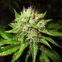 Lithium OG Kush Auto Feminised Seeds - 5