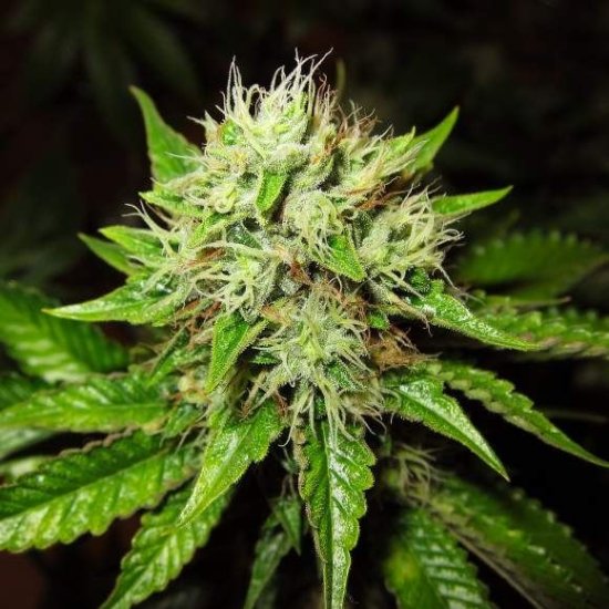 Lithium OG Kush Auto Feminised Seeds - 5