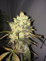 Supreme CBD Durban Feminised Seeds - 5