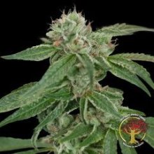 Crockett'S Confidential Regular Seeds - 12