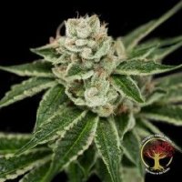 Crockett'S Dawg Regular Seeds - 12