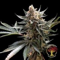 Crockett'S Tangie Regular Seeds - 12