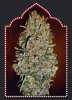 Automatik Collection #1 Auto Feminised Seeds - 6
