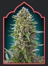 Automatik Collection #2 Auto Feminised Seeds - 6