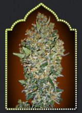 (Bild für) Female Collection #1 Feminised Seeds - 6