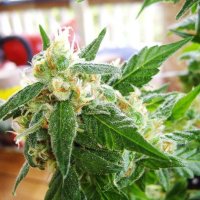 AK48 Auto Feminised Seeds - 5