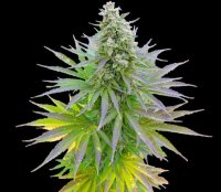 Blueberry Gum Feminised Seeds - 5
