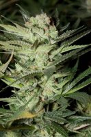Mozarella Feminised Seeds - 5