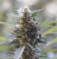 Northern Lights X Skunk Feminised Seeds - 5