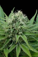 Raw Diesel Feminised Seeds - 5