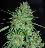 White Critical Feminised Seeds - 5