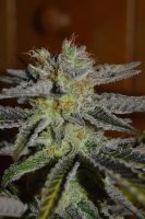 Double Black Feminised Seeds - 5