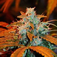 Berry Auto Feminised Seeds - 5