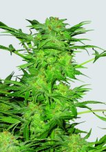 AK-48 Regular Seeds - 10