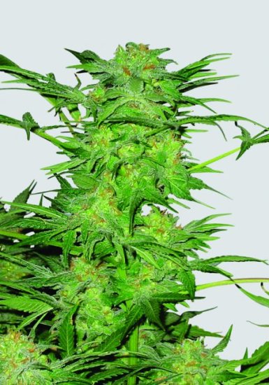 AK-48 Regular Seeds - 10