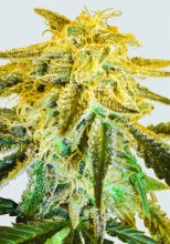 Master Kush Regular Seeds - 10