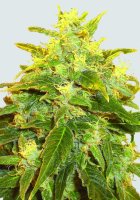 Pure Power Plant Regular Seeds - 10