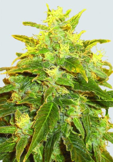 Pure Power Plant Regular Seeds - 10
