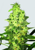 Super Skunk Regular Seeds - 10
