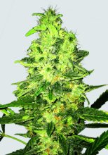 Super Skunk Regular Seeds - 10