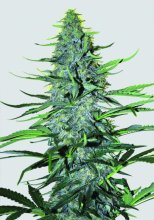 White Widow Regular Seeds - 10