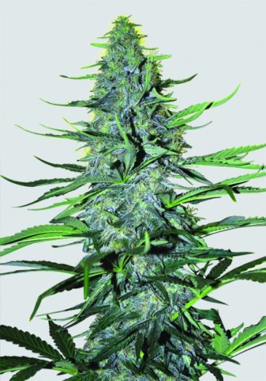 White Widow Regular Seeds - 10