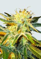 Ice Regular Seeds - 10