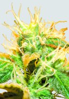 Jock Horror Regular Seeds - 10