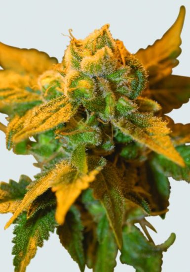 Raspberry Cough Regular Seeds - 10
