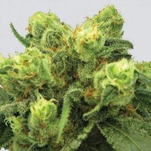 Big Bud Feminised Seeds - 5