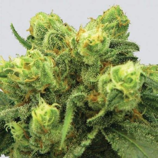 Big Bud Feminised Seeds - 5
