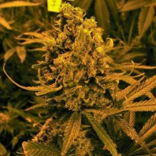 Blueberry Kush Auto Feminised Seeds - 5