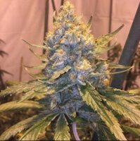 Cocoa OG Regular Seeds - 10