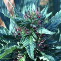 Snowcap Regular Seeds - 10