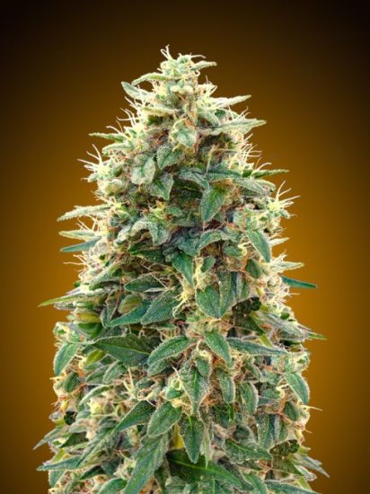 Automatik Collection #3 Auto Feminised Seeds - 6