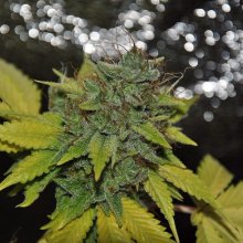 Grapefruit Diesel Feminised Seeds - 5