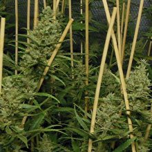 Lemon Bubble Feminised Seeds - 5