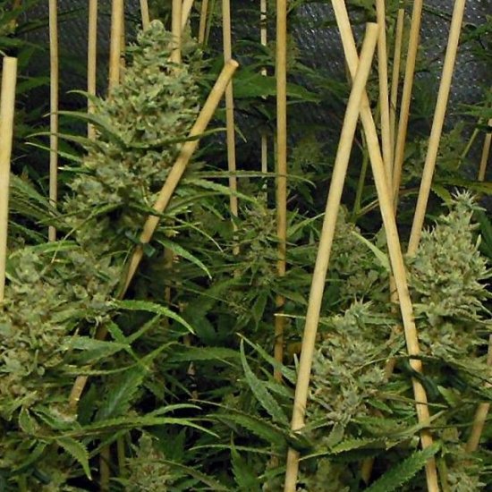 Lemon Bubble Feminised Seeds - 5