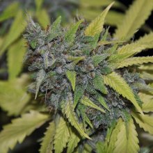 Grandaddy Confidential Feminised Seeds - 5