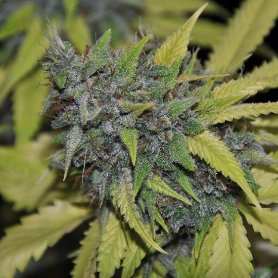 Grandaddy Confidential Feminised Seeds - 5