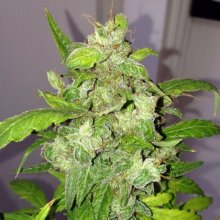 Lemon Bubble Auto Feminised Seeds - 5
