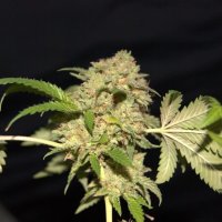 LA Fire Feminised Seeds - 5 (Bild für) LA Fire Feminised Seeds - 5