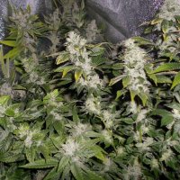 Sour Walker Feminised Seeds - 5 (Bild für) Sour Walker Feminised Seeds - 5