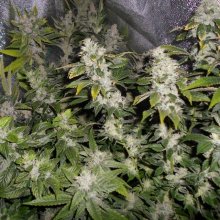 Sour Walker Feminised Seeds - 5