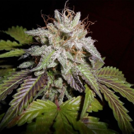 Sunset Aka Sunset Sherbet Feminised Seeds - 5