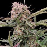Gigabud Auto Feminised Seeds - 5