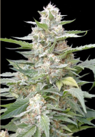 Lemon Amber Kush Feminised Seeds - 5